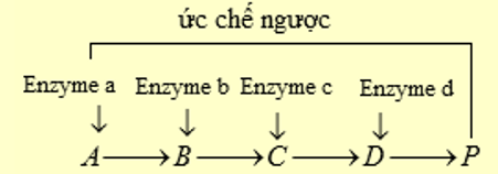 Khi sản phẩm chuyển hoá được tạo ra đủ với nhu cầu của tế bào, cơ chế nào sau đây được diễn ra để điều hoà quá trình chuyển hoá vật chất? (ảnh 1)