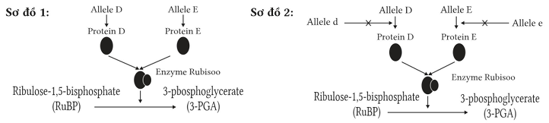 Hai gene mã hoá cho tiểu phần lớn và tiểu phần nhỏ của enzyme Rubisco có hoạt tính sinh học xúc tác phản ứng giữa CO₂ và ribulose-1,5-bisphosphate (RuBP) (ảnh 1)