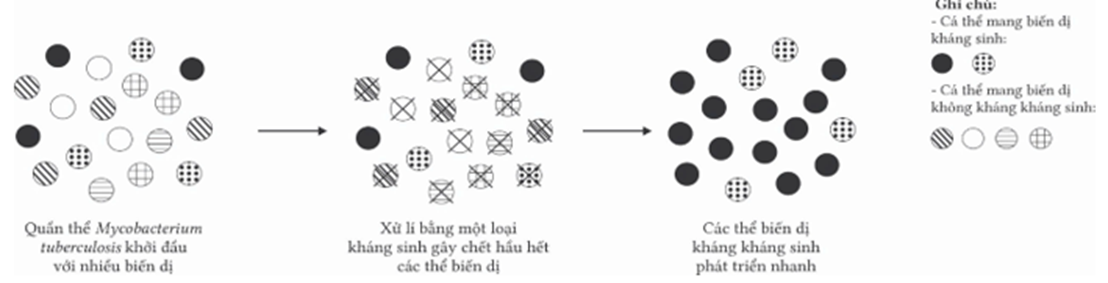 Quan sát hình bên giải thích sự hình thành các chủng vi khuẩn kháng kháng sinh theo học thuyết Darwin. Trong các nội dung dưới đây có bao nhiêu nội dung đúng? (ảnh 1)