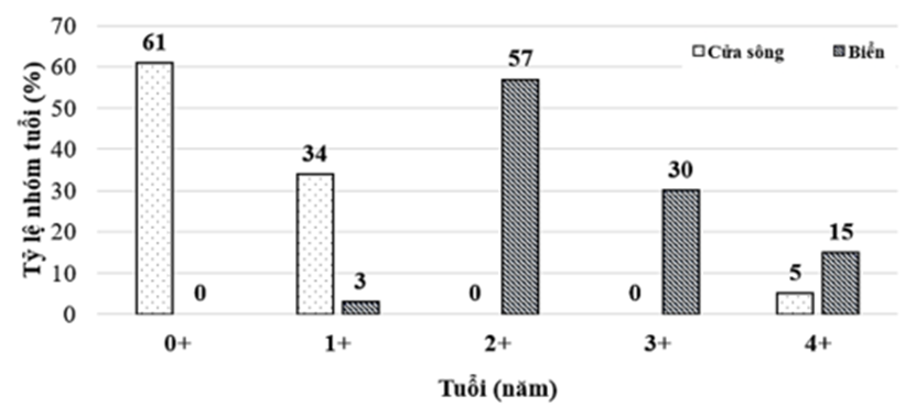 Cá mòi có kích thước khá nhỏ và thuộc bộ cá dầu nhỏ trong họ cá trích. Chúng có nhiều loại và mỗi loại lại có môi trường sống khác nhau (ảnh 1)