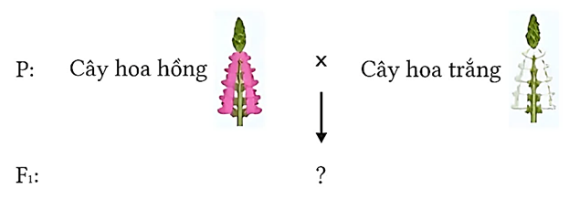 Ở cây hoa rồng (Pachystachys lutea), màu sắc hoa tuân theo quy luật trội không hoàn toàn. Ở phép lai (P) lấy cây hoa hồng lai với cây hoa trắng thu được F1. Tỉ lệ cây hoa trắng ở F1 là bao nhiêu %? (ảnh 1)