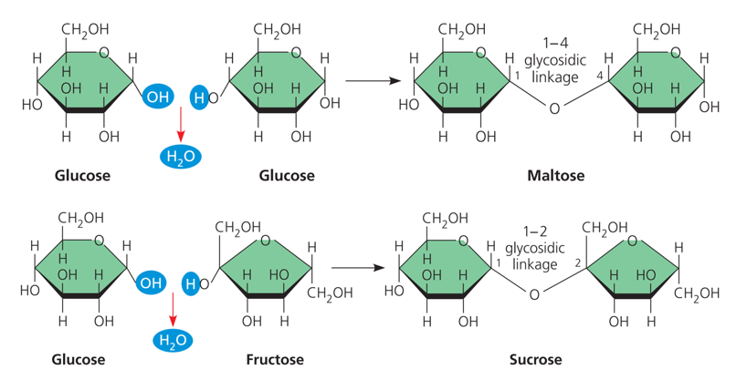 Cùng là đường đôi, nhưng đường maltose khác sacrose ở điểm nào dựa vào hình ảnh minh hoạ dưới đây: (ảnh 1)