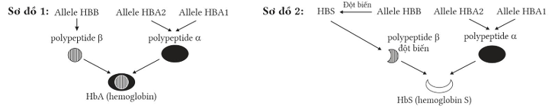 HbA là loại hemoglobin phổ biến nhất ở cơ thể người, được cấu tạo từ hai chuỗi polypeptide α  và hai chuỗi polypeptide β. Trong đó hai chuỗi polypeptide α  (ảnh 1)