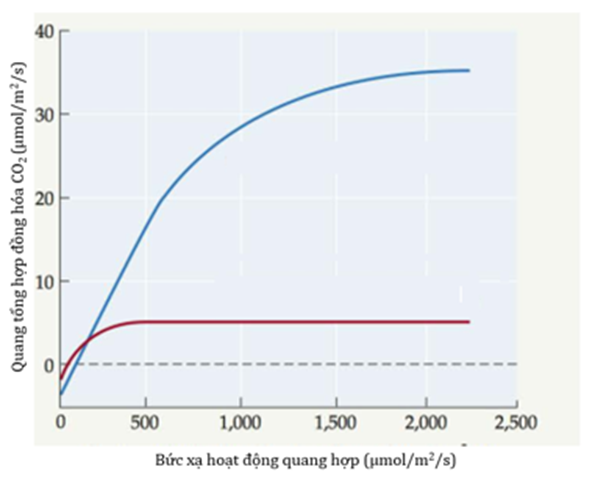 Theo nghiên cứu kinh điển của Olle Bjorkman về sự hấp thụ của cây cỏ vảy nhọn (Atriplextriangularis) được trồng trong điều kiện ánh sáng cao (ảnh 1)