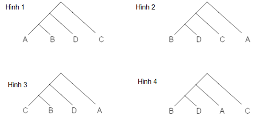 Bảng sau đây mô tả dữ liệu về sự thay thế amino acid trong chuỗi α của hemoglobin ở bốn loài động vật có vú khác nhau A, B, C và D (ảnh 1)