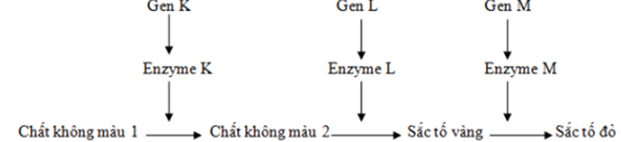 Ở một loài hoa, xét ba cặp gen phân li độc lập, các gen này quy định các enzim khác nhau cùng tham gia vào một chuỗi phản ứng hóa sinh để tạo nên sắc tố ở cánh hoa theo sơ đồ sau:  (ảnh 1)
