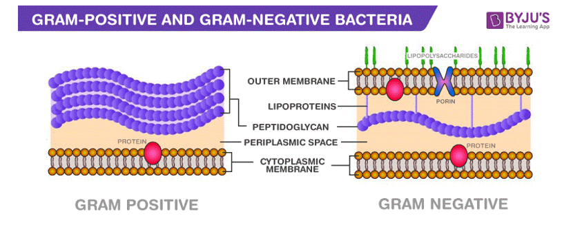 Khi cho lysozyme tác động lên thành tế bào thì hiện tượng gì xảy ra? (ảnh 1)