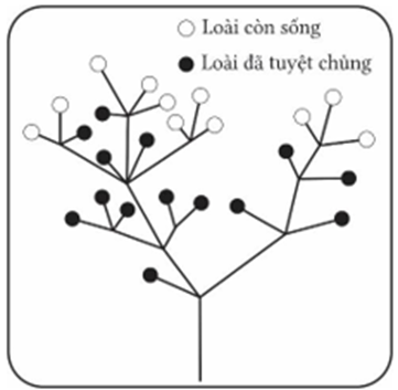 Quan sát sơ đồ tiến hoá phân nhánh theo Darwin, cho biết có bao nhiêu loài đã tuyệt chủng? (ảnh 1)