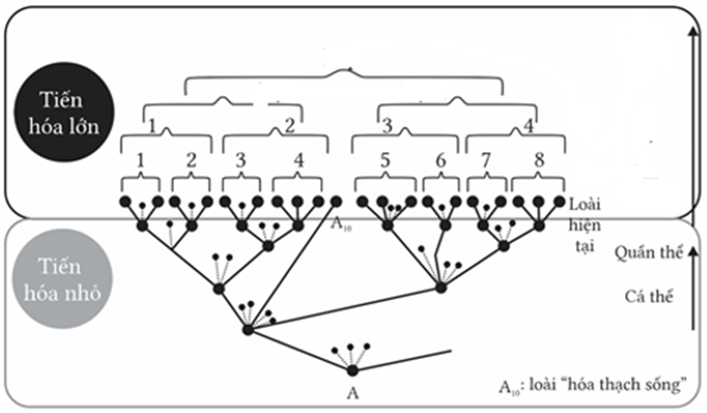 Có tất cả bao nhiêu chi được mô tả trong cây phát sinh chủng loại này? (ảnh 1)