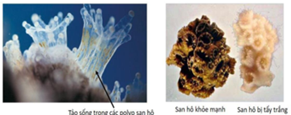 Zooxanthellae là một loại tảo biển sống trong các polyp san hô. Tảo quang hợp cung cấp cho san hô các hợp chất như carbon, nitrogen, oxygen,... (ảnh 1)
