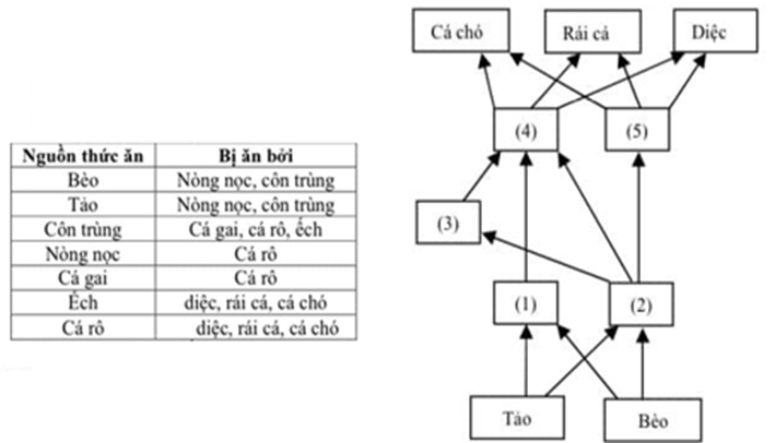 Các mối quan hệ dinh dưỡng trong một con sông được mô tả trong bảng bên. Một lưới thức ăn được thiết lập dựa trên các thông tin trên. (ảnh 1)