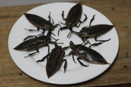 A group of bugs on a plate

AI-generated content may be incorrect.