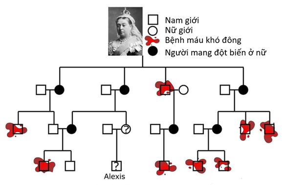 Một đột biến gene đã xảy ra trong cơ thể Nữ hoàng Victoria khiến nhiều con cháu của bà chết vì bệnh máu khó đông. Đột biến này nằm trên nhiễm sắc thể X và là đột biến lặn. (ảnh 1)