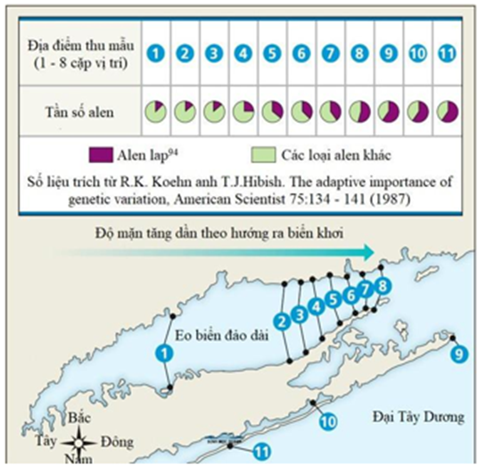 Những nhà khoa học thuộc các trường Đại học ở Mỹ đã nghiên cứu biến dị di truyền ở loài hàu biển (Milus edulis), quanh đảo Dài, New York (ảnh 1)