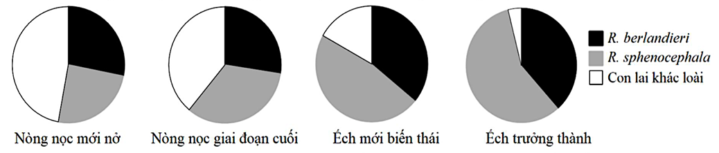 Hai loài ếch báo Rana berlandieri và R. sphenocephala thường có mùa sinh sản không trùng nhau trong khu vực chúng cùng chung sống (ảnh 1)
