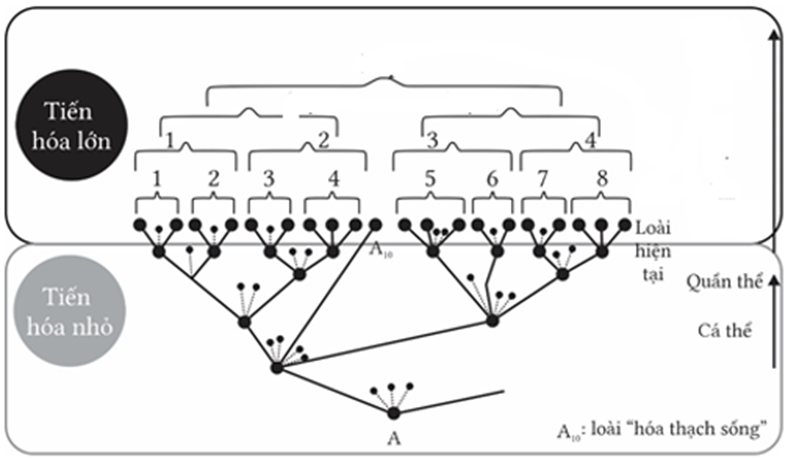 Có tất cả bao nhiêu “họ” được mô tả trong cây phát sinh chủng loại này? (ảnh 1)