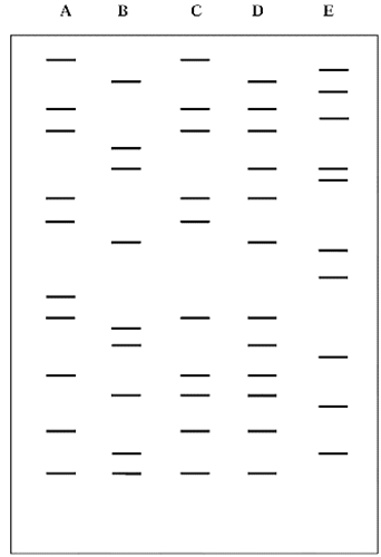 Các bác sĩ di truyền y học tư vấn đã tiến hành phân tích DNA của 5 cá nhân trong đó có 2 người là bố và (ảnh 1)