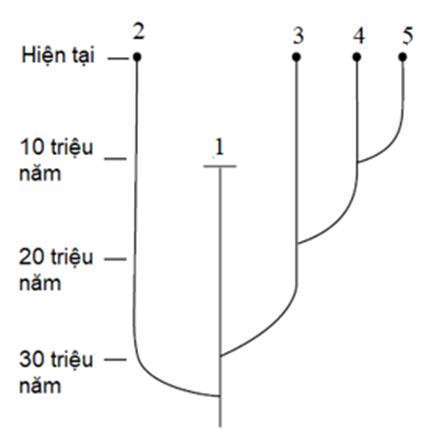 Hình bên mô tả cây phát sinh chủng loại, loài số bao nhiêu có khả năng xuất hiện sớm nhất? (ảnh 1)