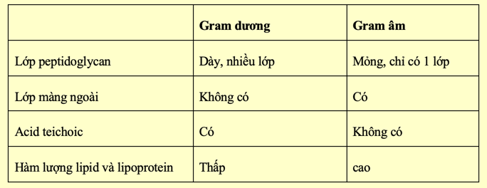 Dựa vào tiêu chí nào để phân loại vi khuẩn thành hai loại là vi khuẩn Gram dương và vi khuẩn Gram âm? (ảnh 1)