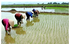 Điền từ phù hợp với bức tranh sau:   A. gieo mạ B. dẻo dai C. mưa rào (ảnh 1)