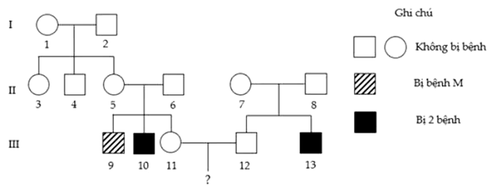 Phả hệ sau đây mô tả sự di truyền bệnh M và bệnh N đều được quy định bởi các gene cùng nằm ở vùng không tương đồng trên nhiễm sắc thể giới tính X và cách nhau 16 cM (ảnh 1)