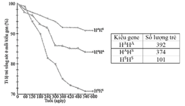 Gen HBB mã hóa cho chuỗi beta polypeptide của haemoglobin có trong tế bào hồng cầu. Người mắc bệnh thiếu máu hồng cầu hình liềm mang một đột biến trên HBB, (ảnh 1)