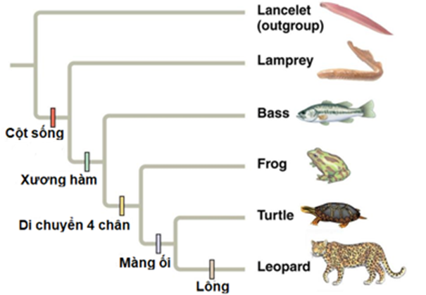 Hình bên mô tả cây phát sinh chủng loại, có tất cả bao nhiêu đặc điểm tổ tiên? (ảnh 1)
