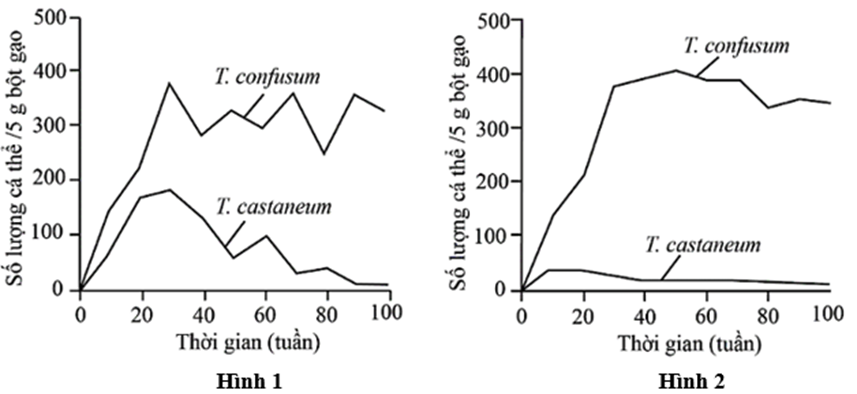 Hai loài mọt gạo T. castaneum và T. confusum cùng sử dụng bột gạo làm thức ăn. Một nhà nghiên cứu tiến hành thí nghiệm để đánh giá khả năng sinh trưởng (ảnh 1)