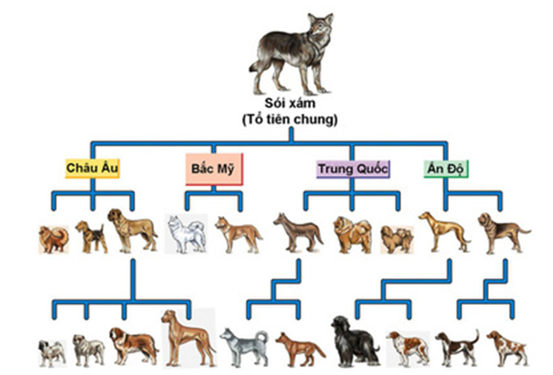 Hình ảnh bên mô tả quá trình hình thành nên nhiều giống chó khác nhau từ tổ tiên chung là Sói xám. Hãy cho biết xu hướng tiến hóa dẫn đến hiện tượng trên là gì? (ảnh 1)