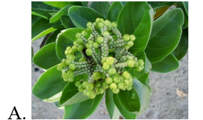 Chọn hình ảnh của cây bàng vuông. (ảnh 2)