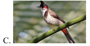 Đọc văn bản “Buổi học cuối năm” (SGK – 143) và trả lời câu hỏi sau:	 Con vật nào không được nhắc đến trong bài đọc? (ảnh 4)