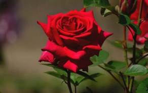 A close-up of a red rose

AI-generated content may be incorrect.