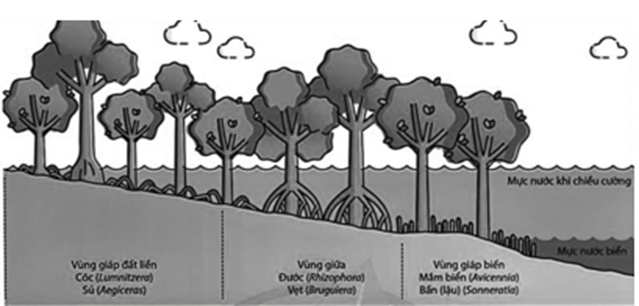 Cho hình minh họa về cấu trúc không gian của quần xã thực vật ven biển. Có bao nhiêu nhận định sau đây đúng? (ảnh 1)