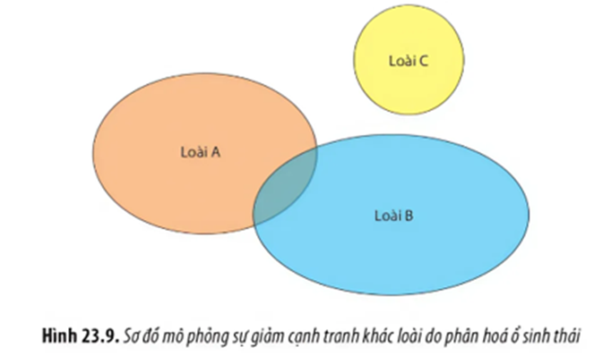 Cho hình minh họa về ổ sinh thái về thức ăn của ba loài. Có bao nhiêu nhận định sau đây đúng? (ảnh 1)
