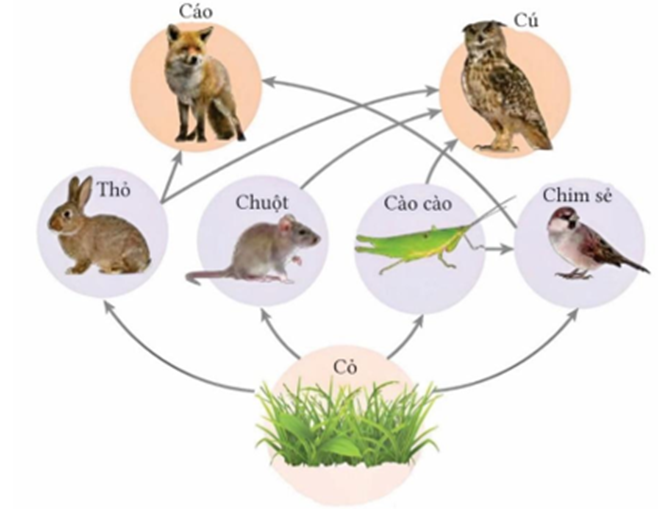 Hình mô tả lưới thức ăn ở hệ sinh thái đồng cỏ. Có bao nhiêu phát biểu đúng? (ảnh 1)