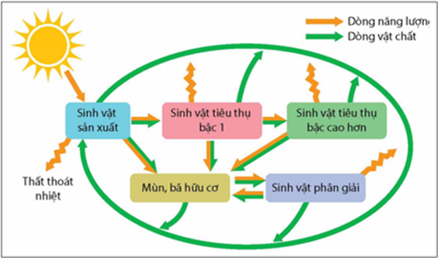 Hình bên mô tả khái quát dòng năng lượng trong hệ sinh thái, hãy cho biết có bao nhiêu phát biểu đúng? (ảnh 1)