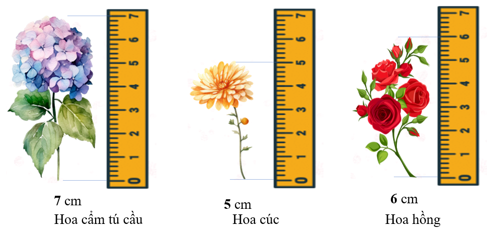 Số? hoa cẩm tu cầu (ảnh 2)