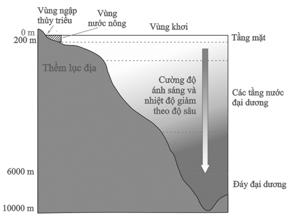 Hình vẽ mô tả cấu trúc cắt dọc khu sinh học nước mặn, có bao nhiêu phát biểu sau đây đúng? (ảnh 1)