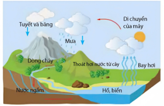 Tìm hiểu về chu trình tuần hoàn vật chất dưới đây, có bao nhiêu phát biểu nào sau đây đúng? (ảnh 1)
