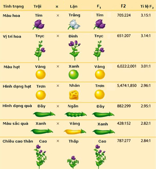 Bảng bên là kết quả nghiên cứu của Mendel vào năm 1867 trên 7 cặp tính trạng tương phản ở đậu Hà Lan (Pisum sativum). Hãy cho biết mỗi nhận định sau đây là Đúng hay Sai khi nói về thí nghiệm trên. (ảnh 1)