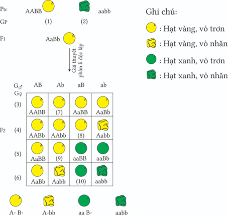 Hình vẽ thể hiện giả thuyết phân lý độc lập của Mendel, phát biểu nào sau đây đúng hay sai? (ảnh 1)