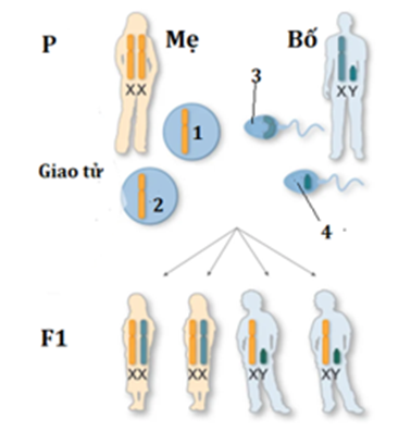 Hình vẽ mô tả cơ chế di truyền NST giới tính ở người theo sơ đồ minh họa.  (ảnh 1)