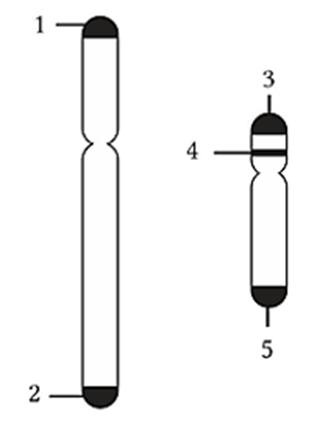 Hình vẽ mô tả cặp NST giới tính XY. Vùng quy định giới tính nam là vùng số bao nhiêu ? (ảnh 1)
