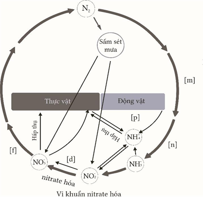 Hình bên mô tả một chu trình vật chất trong hệ sinh thái, nhận định nào sau đây đúng hay sai? (ảnh 1)