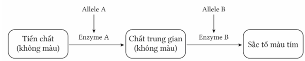 Màu sắc hạt ngô (Zea mays) do hai cặp gene không allele thuộc hai cặp nhiễm sắc thể khác nhau quy định màu sắc hạt ngô, các gen này quy định các enzyme khác (ảnh 1)