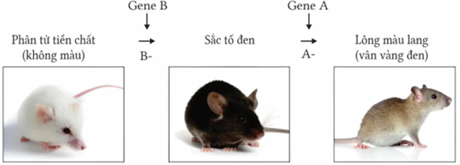 Ở loài chuột nhảy Meriones unguiculatus, màu sắc của lông do hai cặp gene không allele thuộc hai NST khác nhau quy định (ảnh 1)
