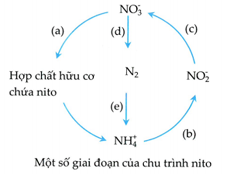 Sơ đồ bên mô tả một số giai đoạn của chu trình nitrogen trong thiên nhiên.Hãy viết liền các thứ tự đúng từ nhỏ đến lớn ? (ảnh 1)