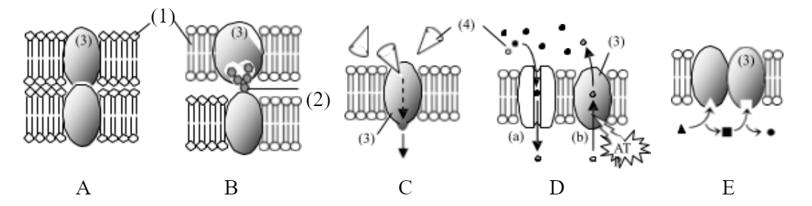 Cho hình sau về cấu trúc màng sinh chất (A, B, C, D và E) dưới đây: (ảnh 1)