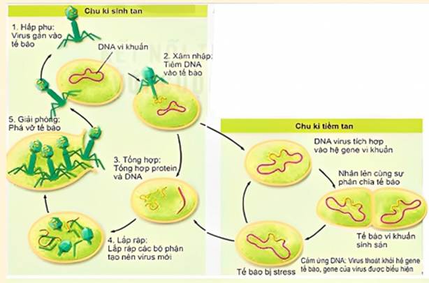 Gi&aacute;o &aacute;n điện tử sinh học 10 kết nối b&agrave;i 24: Kh&aacute;i qu&aacute;t về virus | B&agrave;i giảng điện tử sinh học 10 kết nối tri thức | Kenhgiaovien.com