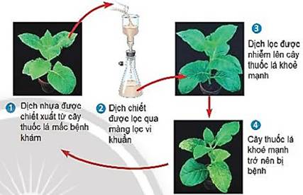 Giải b&agrave;i tập Sinh học 10 Ch&acirc;n trời s&aacute;ng tạo B&agrave;i 29: Virus